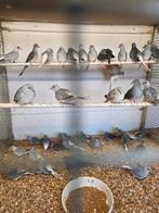 Diamant duiven, Dieren en Toebehoren, Vogels | Duiven, Meerdere dieren, Overige soorten