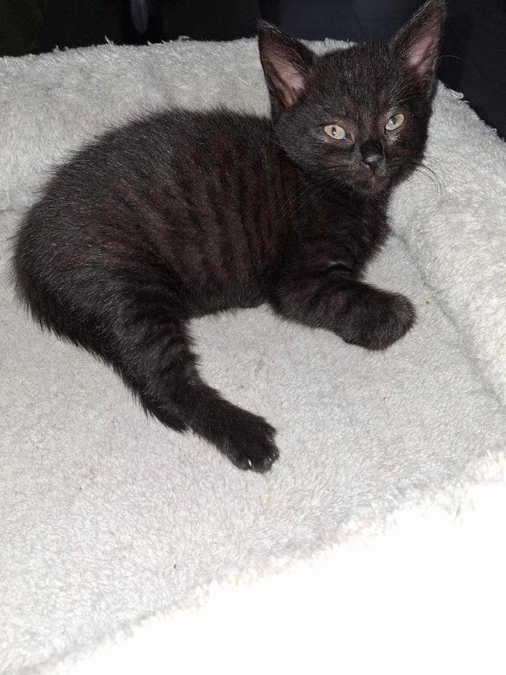 2 hele mooie Maine coon kruising Europees korthaar kittens, Dieren en Toebehoren, Katten en Kittens | Overige Katten, Langharig
