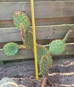 Opuntia Aciculata schijfcactus, Ophalen, Zomer, Overige soorten, Volle zon