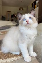 Mooie raszuivere ragdoll kitten (katertje) met stamboom, Dieren en Toebehoren, Kater, Gechipt, 0 tot 2 jaar