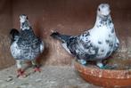 Kweekkoppel postduiven, Dieren en Toebehoren, Vogels | Duiven, Meerdere dieren, Postduif