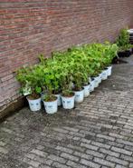 Hydrangea Strong Annabelle, Tuin en Terras, Planten | Tuinplanten, Ophalen