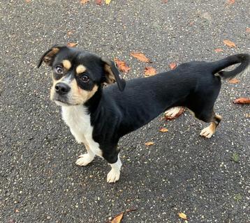 Relu, medium cavalier mix reutje gec. 1 jaar beschikbaar voor biedingen