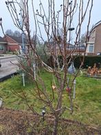 Perenboom., Tuin en Terras, Ophalen, Minder dan 100 cm, Overige soorten, Zomer