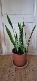 grote Sansevieria Vrouwentong, Ophalen, Overige soorten, Halfschaduw, In pot