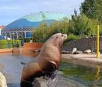 1 kaartje Dolfinarium geldig t/m 26 oktober, Tickets en Kaartjes, Eén persoon, Ticket of Toegangskaart