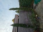 Cipres/ 2 mooie cipressen / Cypres, Tuin en Terras, Planten | Bomen, Ophalen, Volle zon, Overige soorten