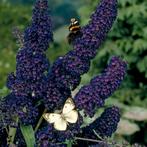 vlinderstruiken grote planten, Tuin en Terras, Planten | Tuinplanten, Ophalen, Zomer, Overige soorten, Volle zon