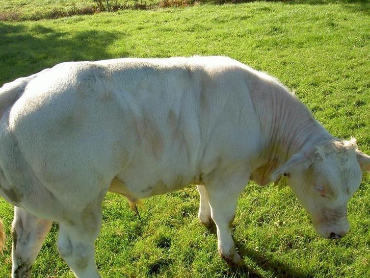 dikbil stieren, Dieren en Toebehoren, Runderen, Mannelijk