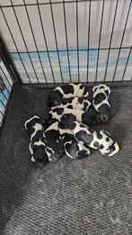 Friese stabij pups met stamboom, Dieren en Toebehoren, Overige rassen, 8 tot 15 weken, Meerdere, Meerdere dieren