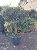 Juniperus bonsai jeneverbes, Tuin en Terras, In pot, Overige soorten, Ophalen, 100 tot 250 cm