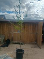 Liquidambar boom, Tuin en Terras, Planten | Bomen, Ophalen, Bloeit niet, Volle zon