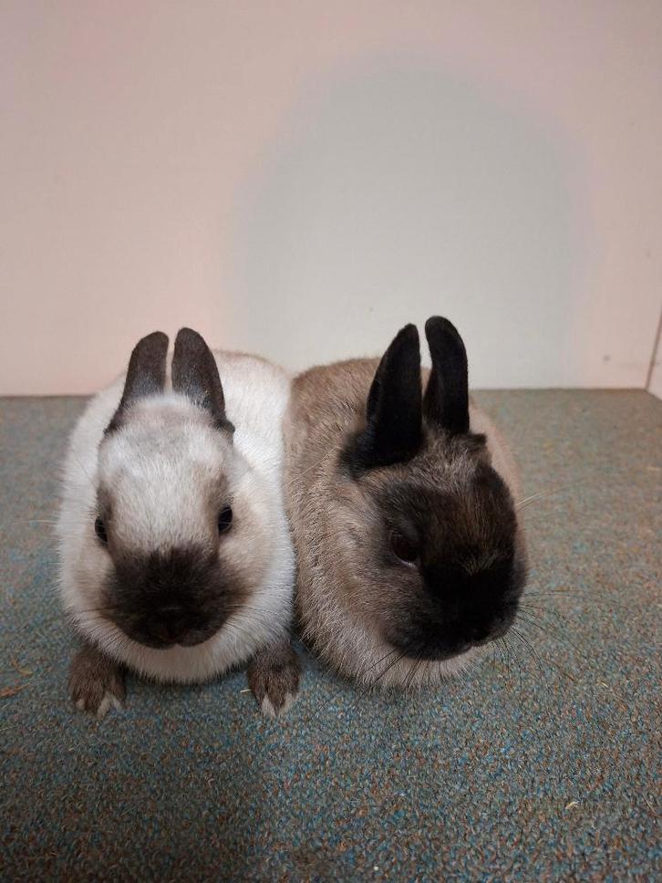 Te koop: 1 koppel kleurdwergen (raszuiver), Dieren en Toebehoren, Konijnen, Dwerg, Meerdere dieren, 0 tot 2 jaar
