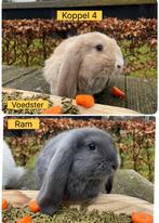 Diverse raszuivere franse hangoren, Dieren en Toebehoren, Konijnen, Meerdere dieren, Groot, Hangoor, 0 tot 2 jaar