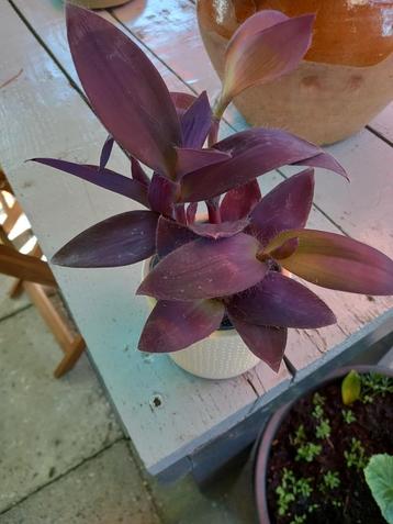 Tradescantia palida purple beschikbaar voor biedingen