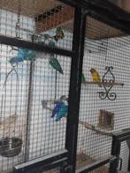 Agapornissen, Meerdere dieren, Dwergpapegaai of Agapornis