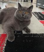 Prachtige Britse Korthaar kater –Te koop, Dieren en Toebehoren, Katten en Kittens | Overige Katten, Kater, Kortharig, 0 tot 2 jaar