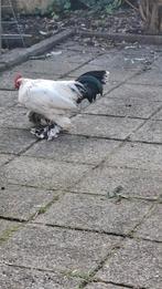 Sabelpoot Haan 6mnd oud, Dieren en Toebehoren, Pluimvee, Mannelijk, Kip