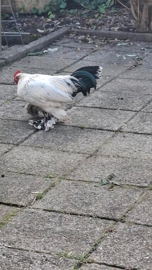 Sabelpoot Haan 6mnd oud, Dieren en Toebehoren, Pluimvee, Kip, Mannelijk