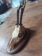 Ree hoorns en schedel op hout, Ophalen of Verzenden