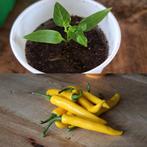 Gele Spaanse peper Stekjes, Tuin en Terras, Bloembollen en Zaden, Voorjaar, Ophalen, Volle zon