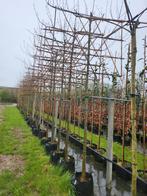 Leilinde leiplataan, Tuin en Terras, Planten | Bomen, In pot, Ophalen of Verzenden