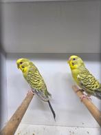 Fallow mannen, Dieren en Toebehoren, Mannelijk, Parkiet