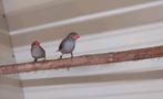 Oranjekaakjes., Dieren en Toebehoren, Vogels | Overige Vogels, Meerdere dieren, Tropenvogel, Geringd