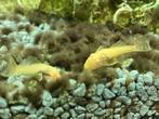 Gouden ancistrus algeneter albino, Dieren en Toebehoren, Vissen | Aquariumvissen, Vis, Zoetwatervis