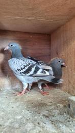 Te koop mooi koppel jonge duiven, Dieren en Toebehoren, Vogels | Duiven, Geslacht onbekend, Postduif