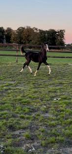 Luxe  zwarte tuigpaard hengstveulen, Dieren en Toebehoren, Paarden, Minder dan 160 cm, Niet van toepassing, 0 tot 2 jaar, Hengst