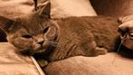 Britse korthaar 10 maanden, Dieren en Toebehoren, Katten en Kittens | Raskatten | Korthaar, Kater