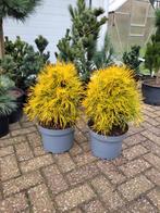 Pinus sylvestris moseri pygmea, Ophalen of Verzenden, Overige soorten, Volle zon