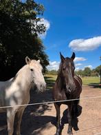 Weidegang met schuilstal Glimmen/Haren, Dieren en Toebehoren, Stalling en Weidegang, Weidegang