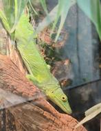 Anolis garmani (koppel), Dieren en Toebehoren, Amfibie