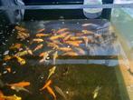 Koi karper, Dieren en Toebehoren, Vissen | Vijvervissen, Karper of Koi