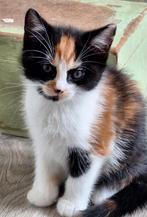 Te koop kittens, Dieren en Toebehoren, Katten en Kittens | Overige Katten, Poes