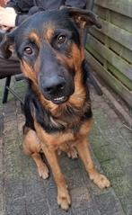 Duitse herder - Rottweiler, Dieren en Toebehoren, Honden | Herdershonden en Veedrijvers, Rabiës (hondsdolheid), Reu, Eén hond