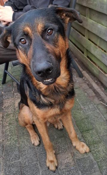 Duitse herder - Rottweiler beschikbaar voor biedingen