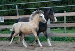 Valk welsh veulen, Dieren en Toebehoren, Pony's, Merrie, B pony (1.17m tot 1.27m), 11 jaar of ouder