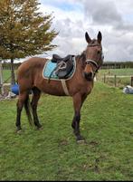 Leuke recreatie merrie, Dieren en Toebehoren, Paarden, Merrie, Minder dan 160 cm, B, 11 jaar of ouder