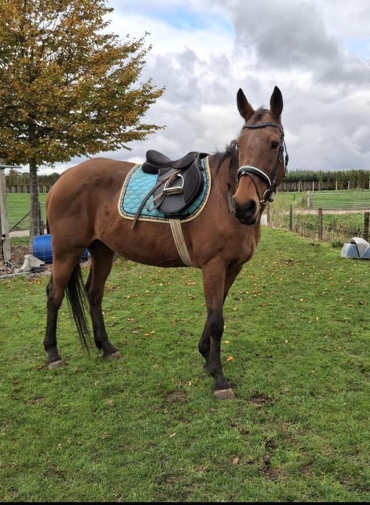 Leuke recreatie merrie, Dieren en Toebehoren, Paarden, Merrie, B, Minder dan 160 cm, 11 jaar of ouder, Recreatiepaard