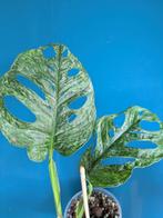Monstera Adansonii mint, Ophalen of Verzenden, Overige soorten, Minder dan 100 cm