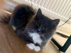 Blue solid mitted ragdoll (fok) poesje met stamboom mag weg!, Poes, Gechipt, 0 tot 2 jaar