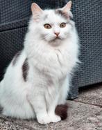 Prachtige poes, Ophalen of Verzenden, Zo goed als nieuw, Hond of Kat, Beeldje of Figuurtje