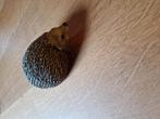 EGEL 🦔🦔, Ophalen of Verzenden, Zo goed als nieuw, Dier