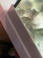 Kweekgroep corydoras, Dieren en Toebehoren, Vissen | Aquariumvissen, Vis