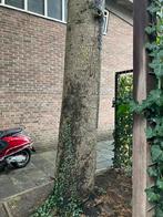 Ceder boom, hout, boomstammen, haardhout, houtsnippers, Ophalen, Overige typen, Nieuw, Overige houtsoorten