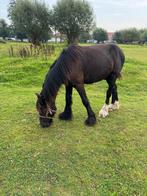 Te koop super leuke tinker jaarling, Dieren en Toebehoren, Pony's, 0 tot 2 jaar, Hengst, Gechipt, Onbeleerd