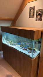 Prachtig aquarium (afrikaans bestand), Ophalen of Verzenden, Zo goed als nieuw, Gevuld zoetwateraquarium